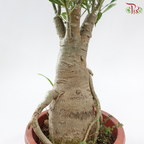 Adenium (Big)《富贵花》(Random Color)