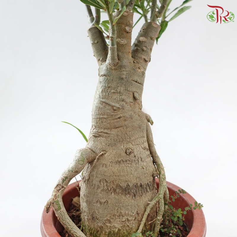 Adenium (Big)《富贵花》(Random Color)