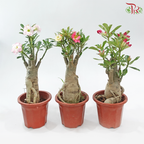 Adenium (Big)《富贵花》(Random Color)