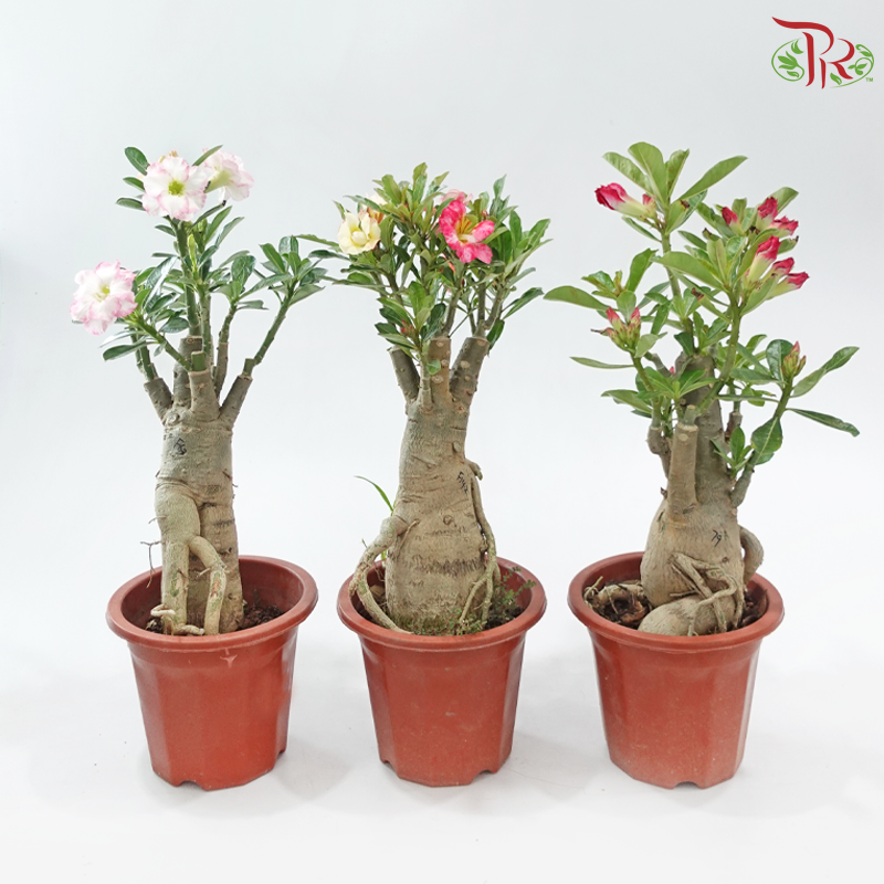 Adenium (Big)《富贵花》(Random Color)
