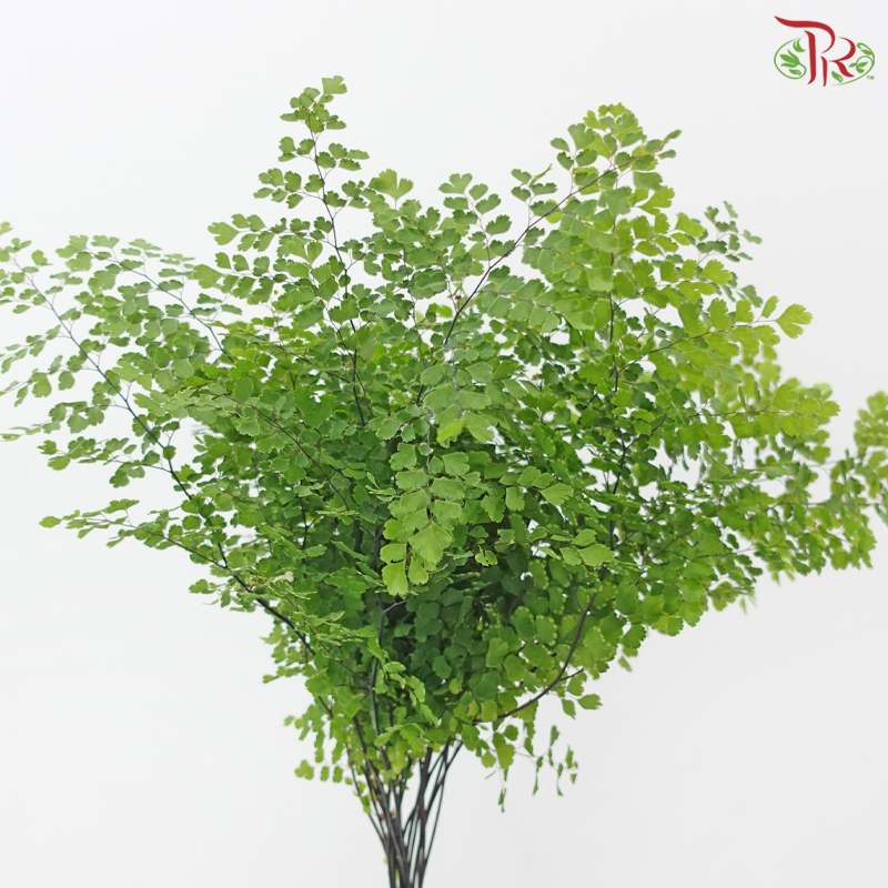 Adiantum (Per Bunch）