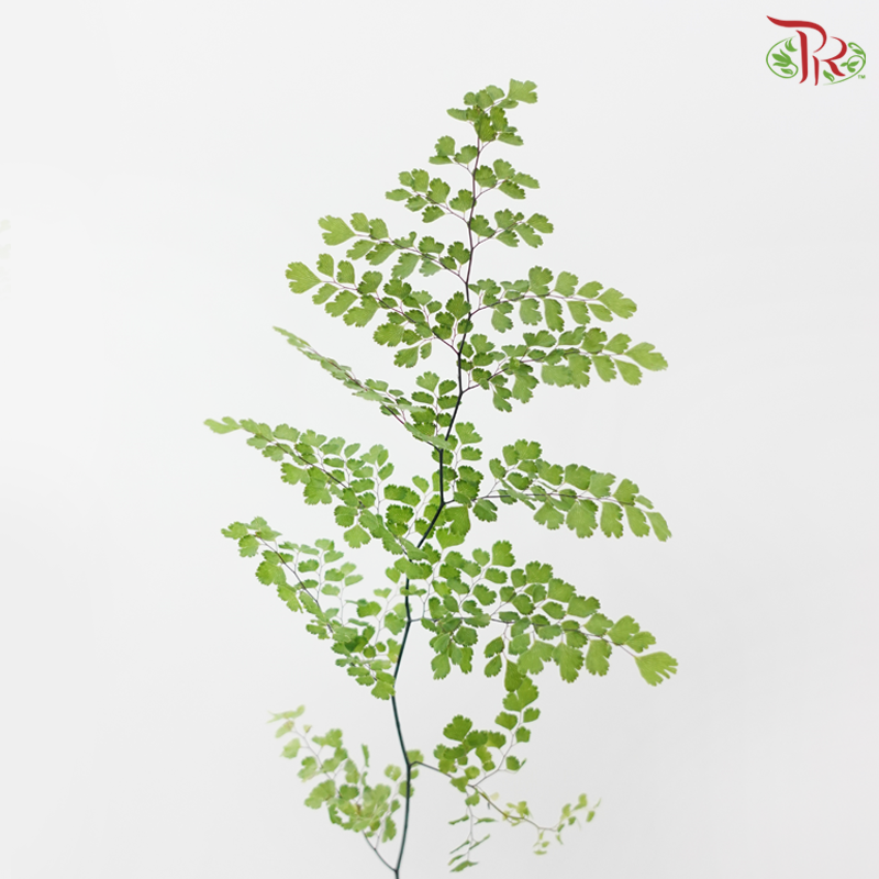 Adiantum (Per Bunch）