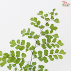 Adiantum (Per Bunch）