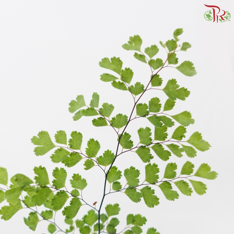 Adiantum (Per Bunch）