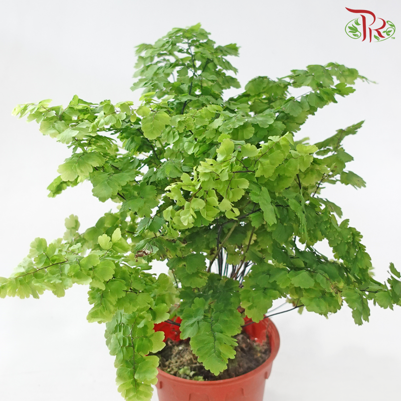 Adiantum Monocolor《铁线蕨》