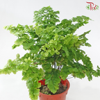 Adiantum Monocolor《铁线蕨》