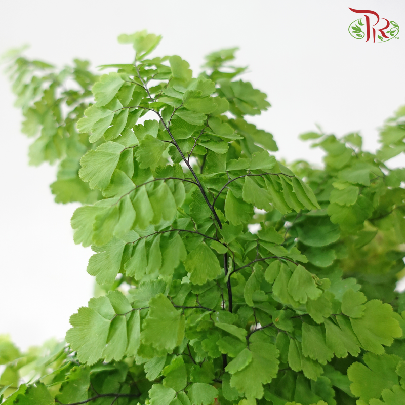 Adiantum Monocolor《铁线蕨》