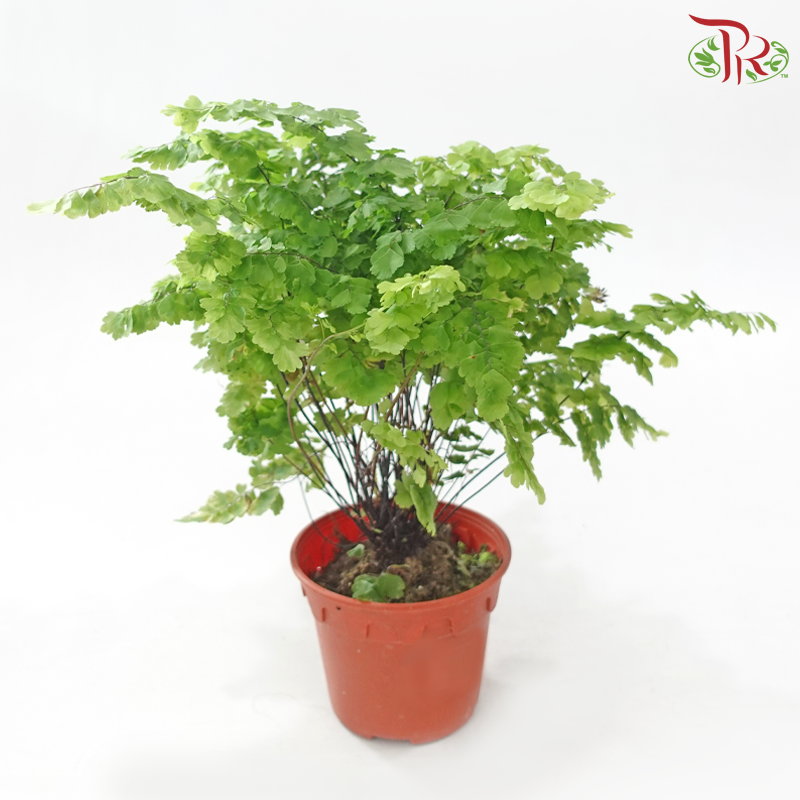 Adiantum Monocolor《铁线蕨》