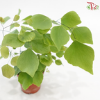 Adiantum Peruvianum P80《秘鲁铁线蕨》