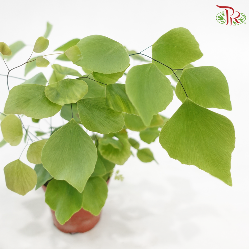 Adiantum Peruvianum P80《秘鲁铁线蕨》