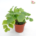 Adiantum Peruvianum 《秘鲁铁线蕨》 - Pudu Ria Florist