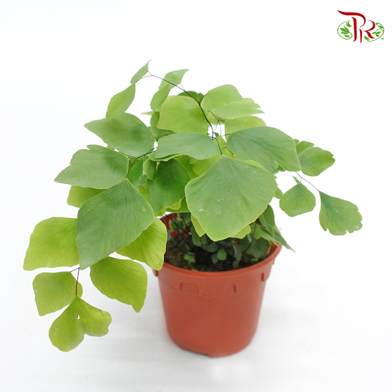 Adiantum Peruvianum 《秘鲁铁线蕨》 - Pudu Ria Florist