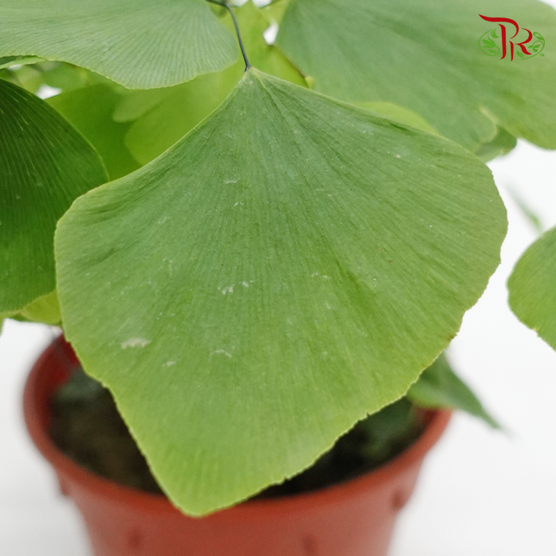 Adiantum Peruvianum 《秘鲁铁线蕨》 - Pudu Ria Florist