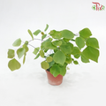 Adiantum Peruvianum P80《秘鲁铁线蕨》