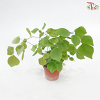 Adiantum Peruvianum P80《秘鲁铁线蕨》