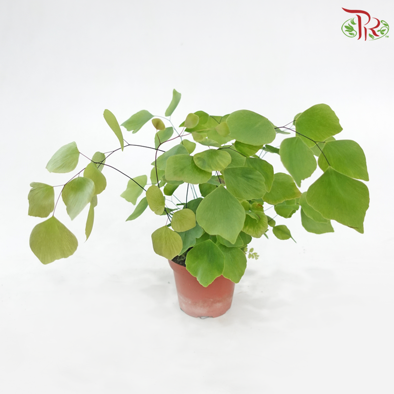 Adiantum Peruvianum P80《秘鲁铁线蕨》
