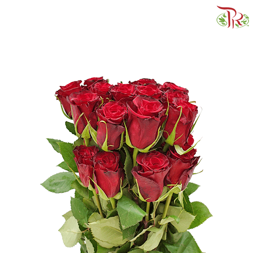 Ceres Rose - Red Paris (25 stems) - Pudu Ria Florist