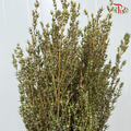 Grubbia Rosemarina Folia
