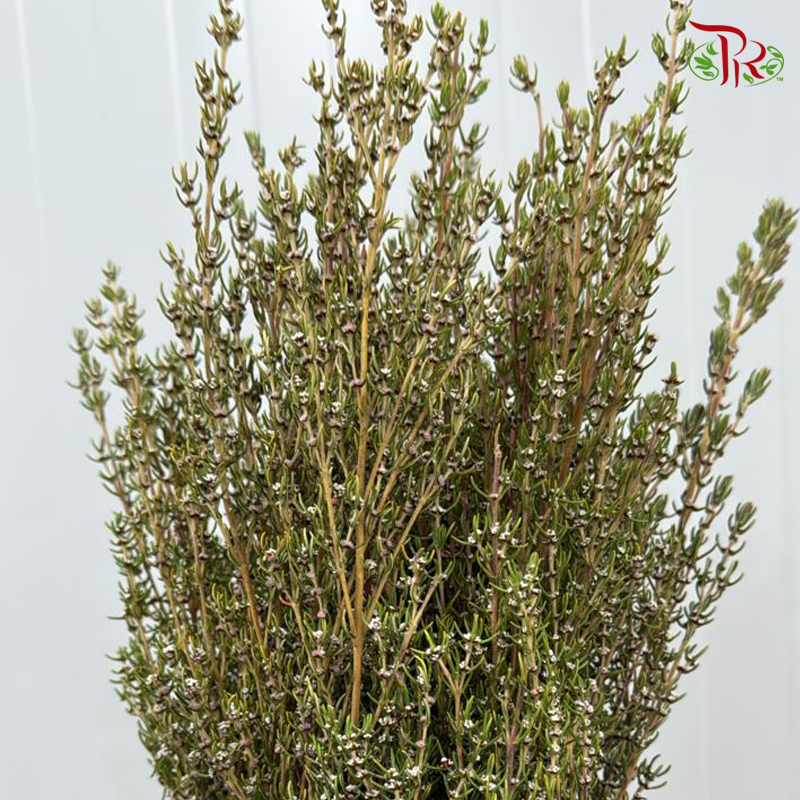 Grubbia Rosemarina Folia