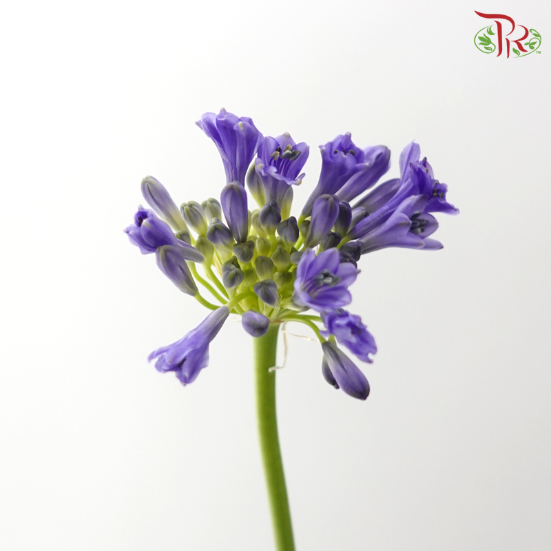 Agapanthus