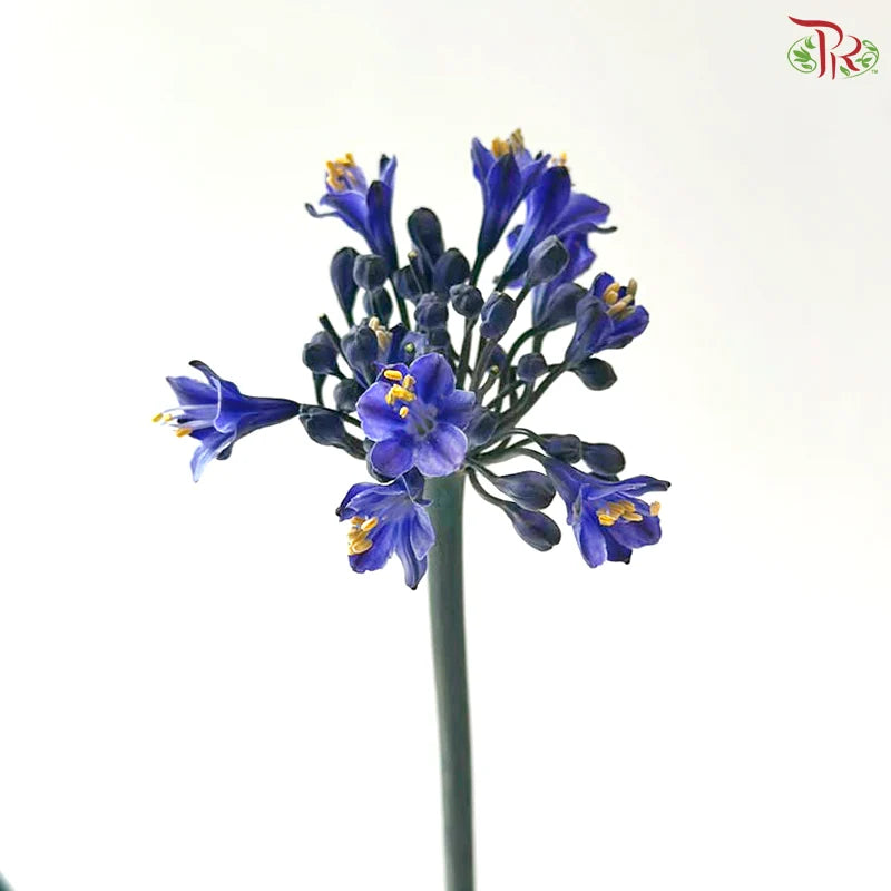 Agapanthus《百子莲属》