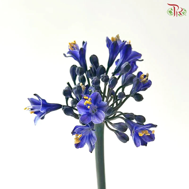 Agapanthus《百子莲属》