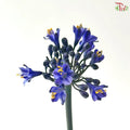 Agapanthus《百子莲属》