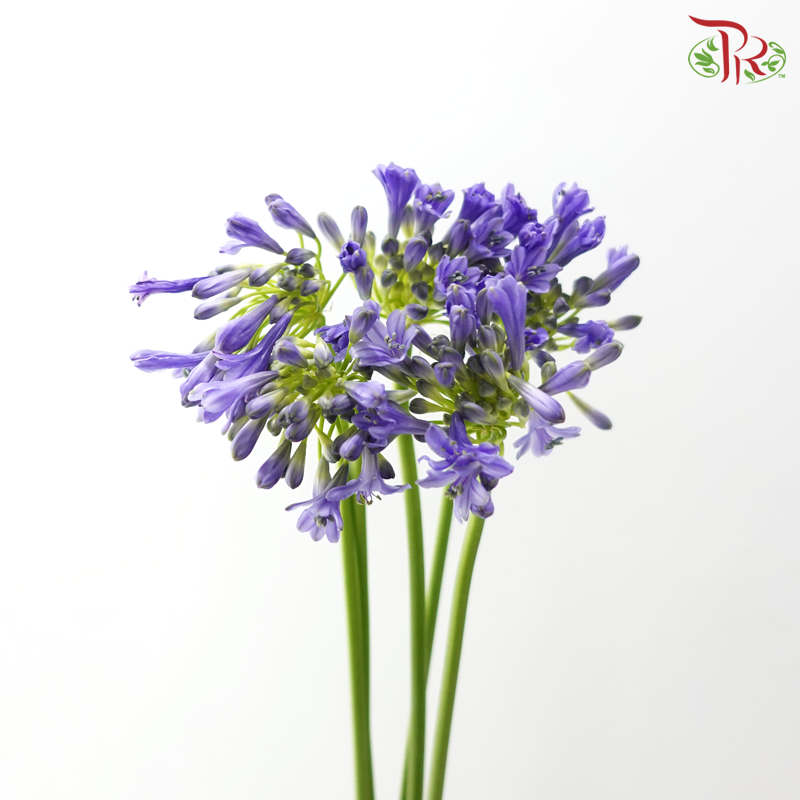 Agapanthus