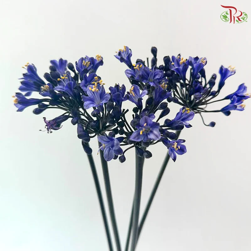 Agapanthus《百子莲属》