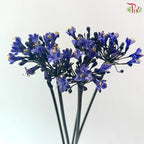 Agapanthus《百子莲属》