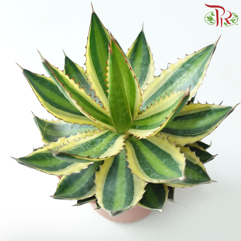 Agave Lophantha P120《单纹龙舌兰》