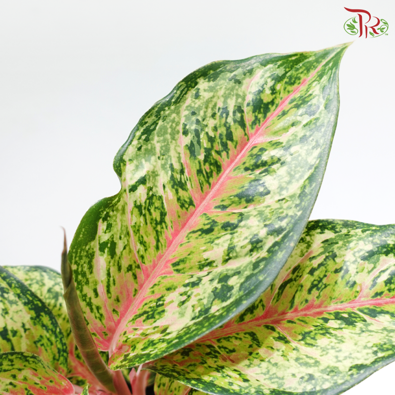 Aglaonema 10 Karat P105《粗肋草》