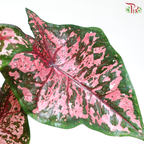 Caladium Asst P120《彩芋》