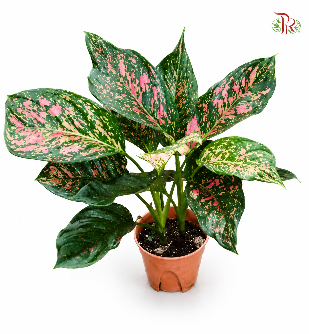 Aglaonema Dark Red  《情人粗肋草》