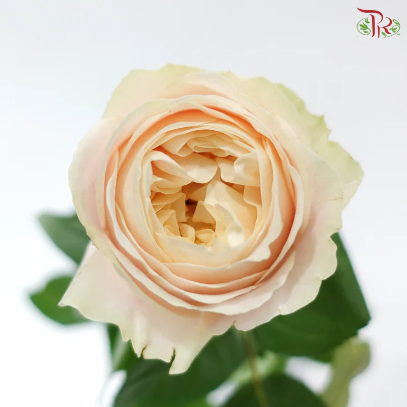 Rose 《玫瑰》