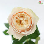 Rose 《玫瑰》