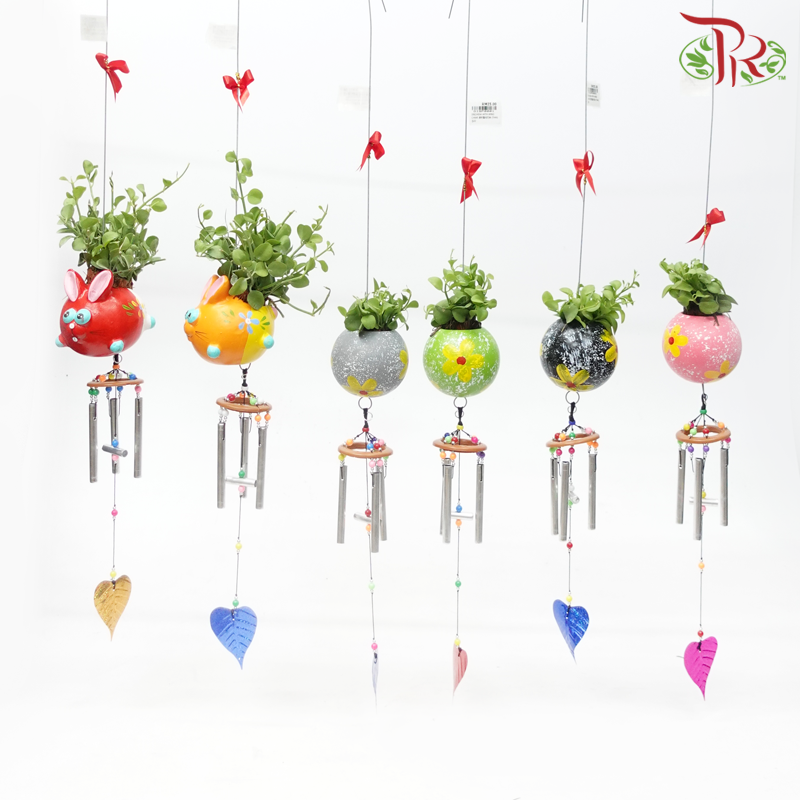 Dischidia Plant with Wind Chimes《风铃款眼树莲》(Random Design)