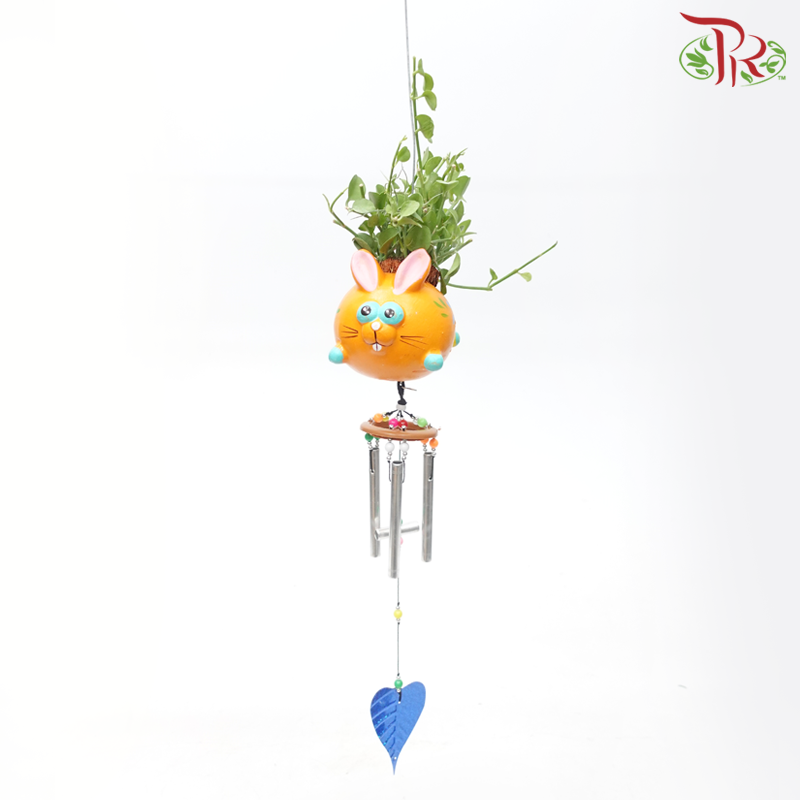 Dischidia Plant with Wind Chimes《风铃款眼树莲》(Random Design)