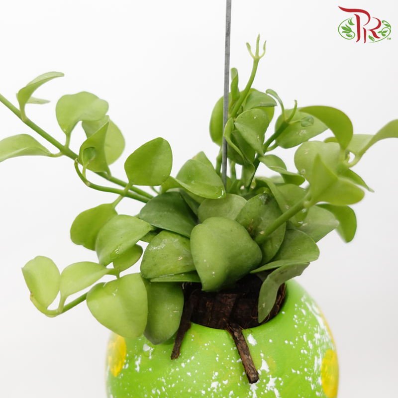 Dischidia Plant with Wind Chimes《风铃款眼树莲》(Random Design)