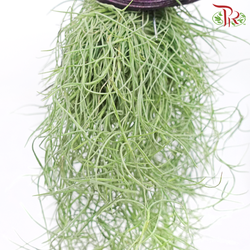 Tillandsia (Air Plant)《空气凤梨》(Randomly Selected) - Pudu Ria Florist