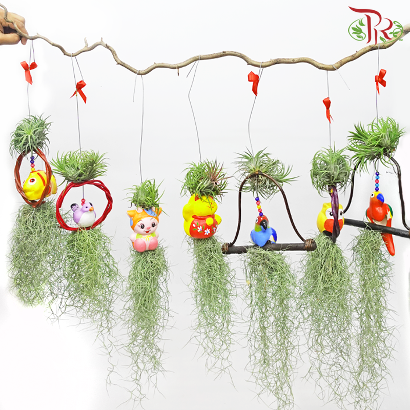 Tillandsia (Air Plant)《空气凤梨》(Randomly Selected) - Pudu Ria Florist