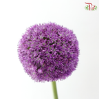 Allium Giganteum