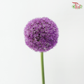 Allium Giganteum