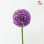 Allium Giganteum