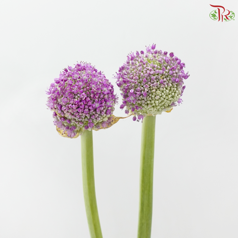 Allium《大花葱》