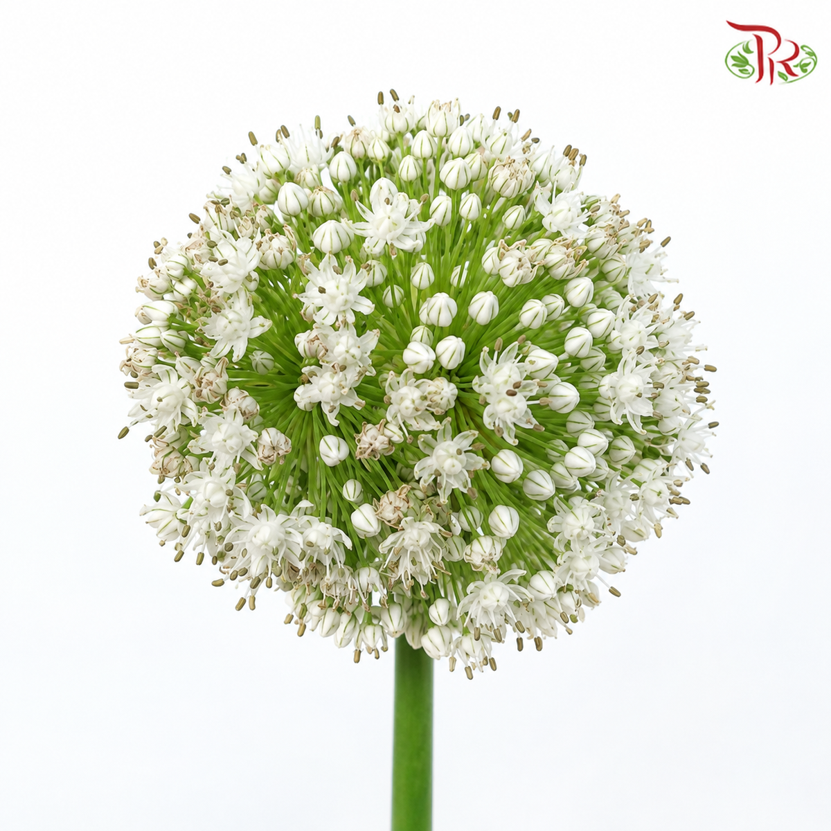 Allium White