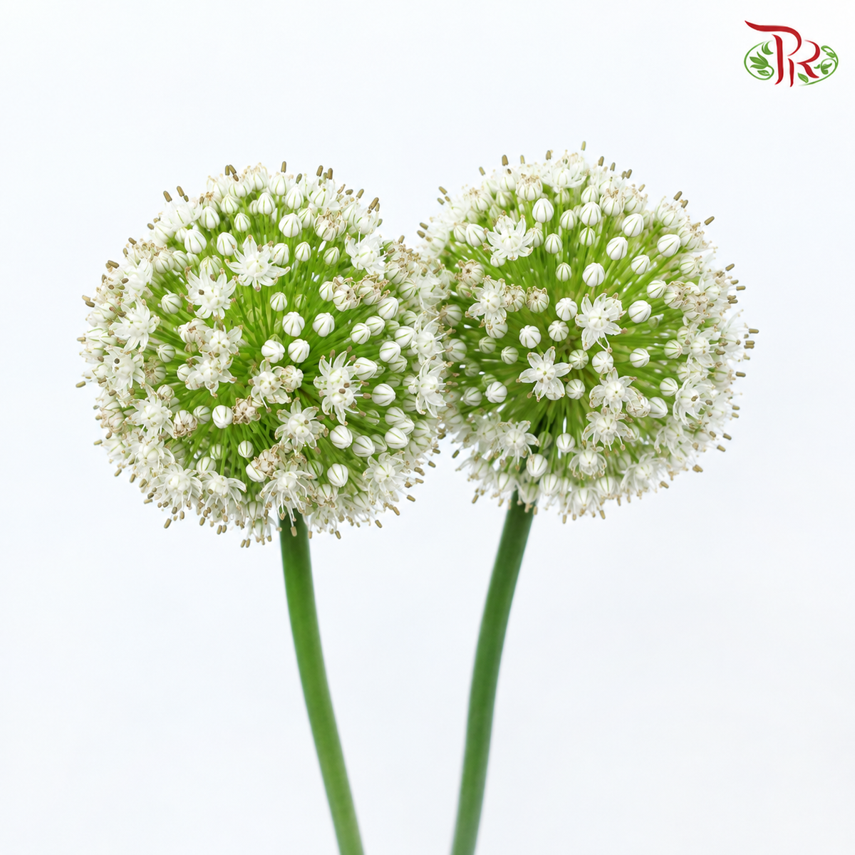 Allium White