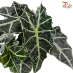 Alocasia Polly J01《紫叶海芋》