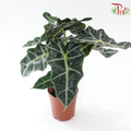 Alocasia Polly J01《紫叶海芋》