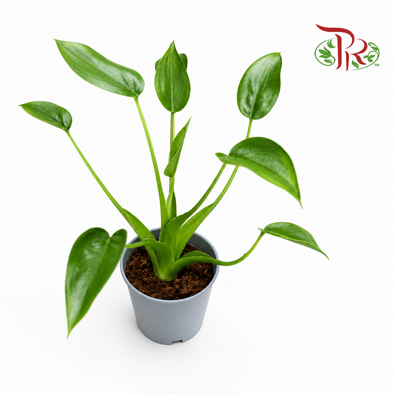 Alocasia Tiny Dancer P105 《小舞蹈者观音莲》